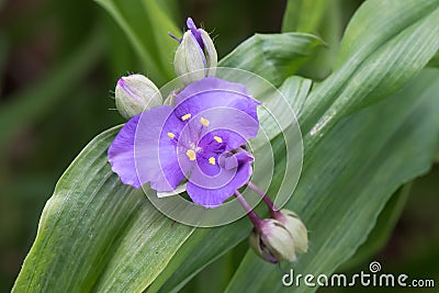 Dayflower Tradescantia andersoniana Concord Grape, purple flower and buds Stock Photo